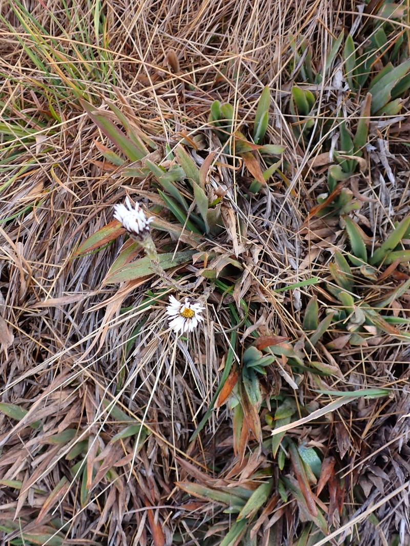 Oritrophium crocifolium photo 5