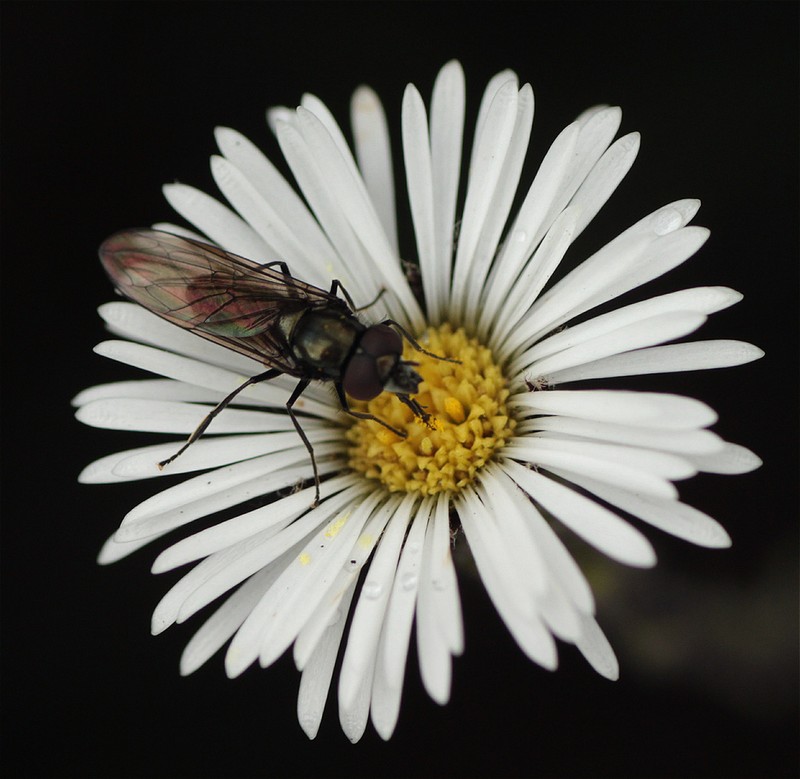 Oritrophium crocifolium photo 6