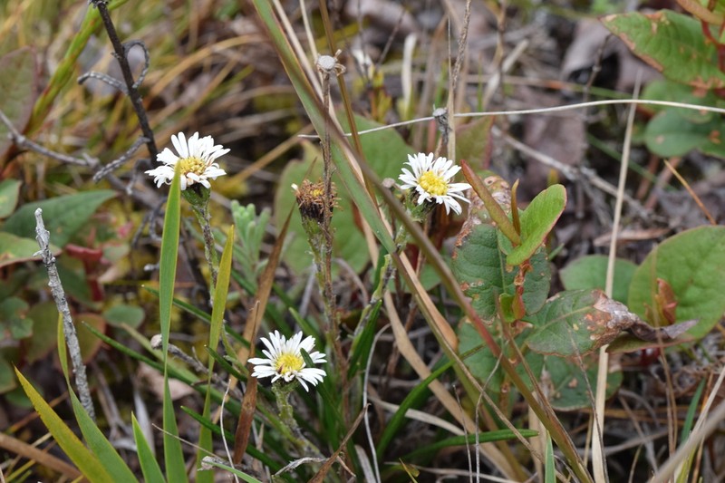 Oritrophium crocifolium photo 7