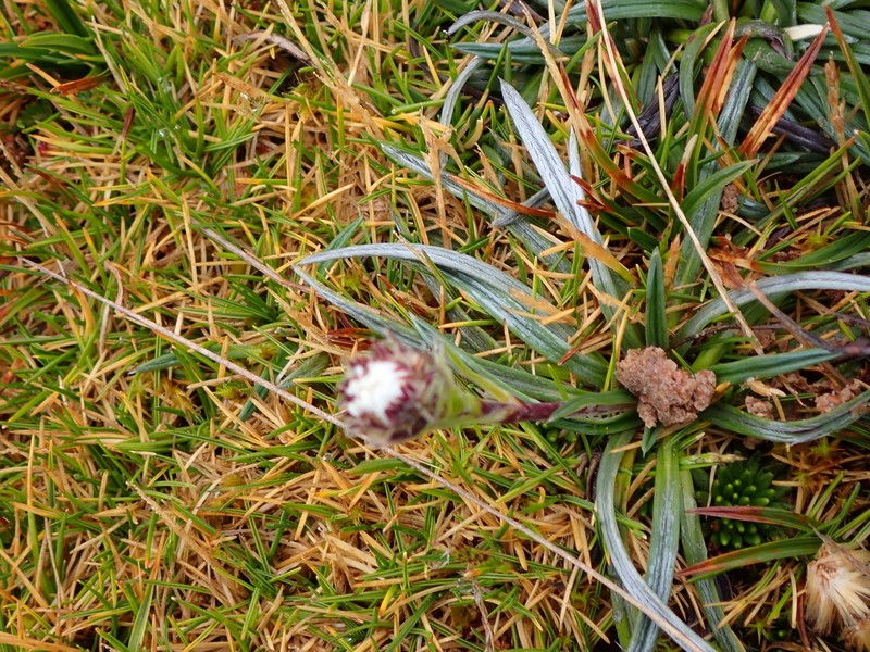 Oritrophium crocifolium photo 8
