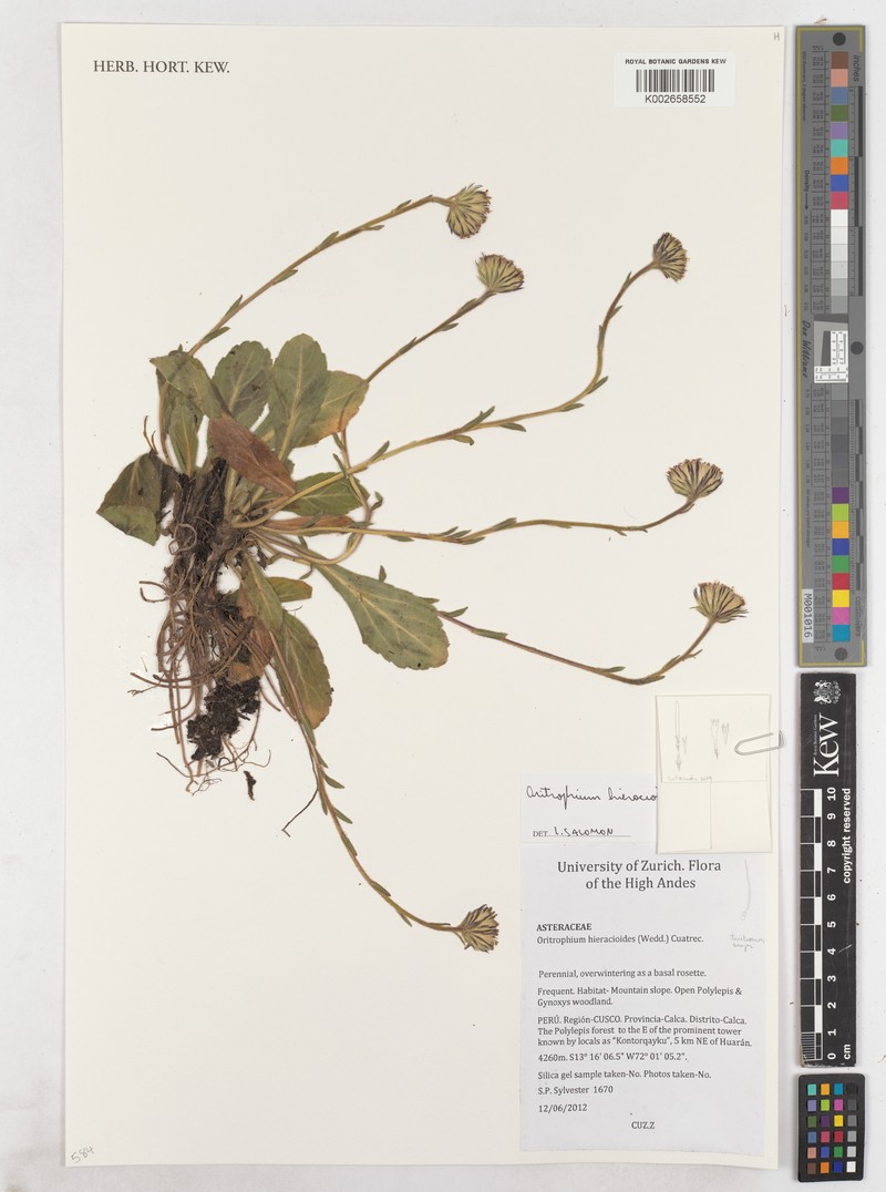 Oritrophium ferrugineum