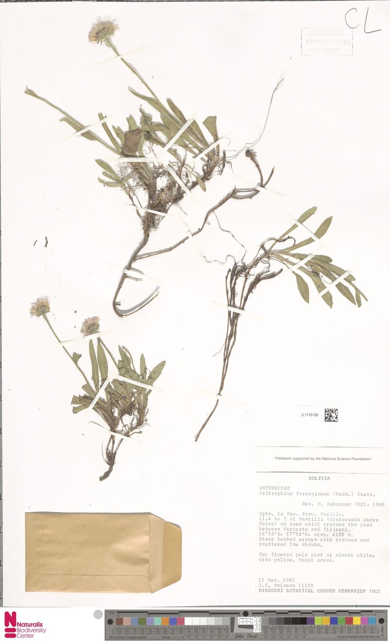 Oritrophium ferrugineum photo 2