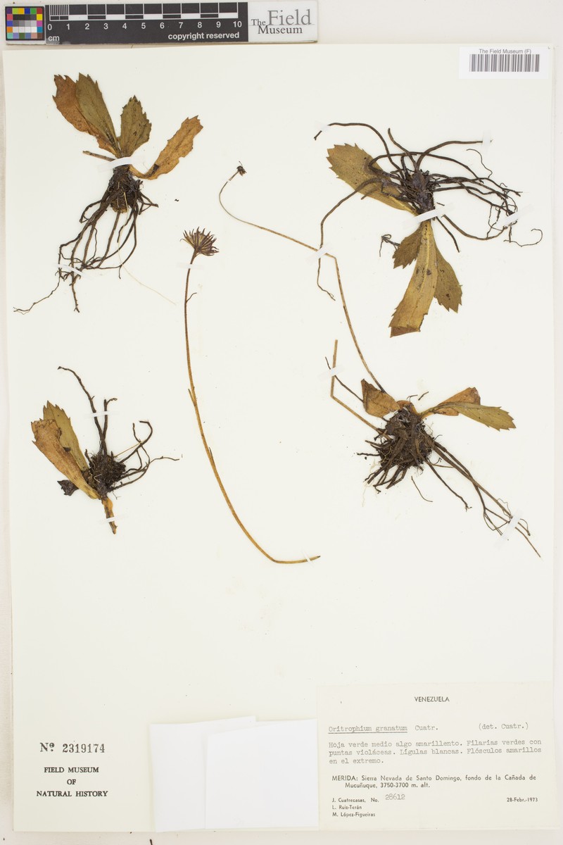 Oritrophium granatum