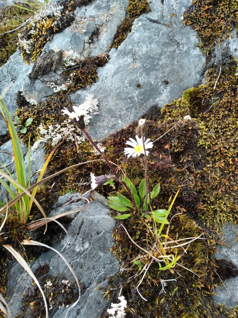 Oritrophium hieracioides