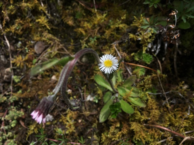 Oritrophium hieracioides photo 2