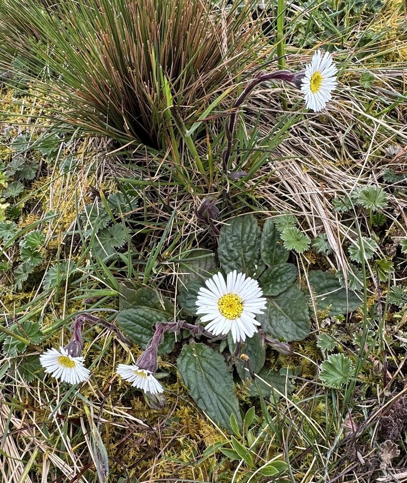 Oritrophium hieracioides photo 3