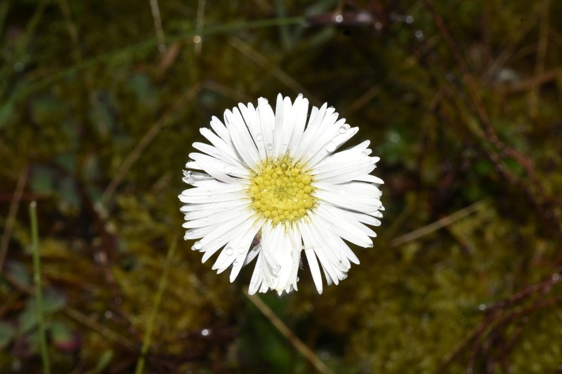 Oritrophium hieracioides photo 4