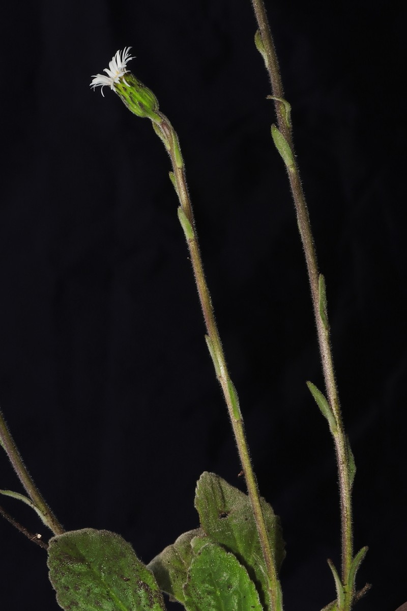 Oritrophium hieracioides photo 5