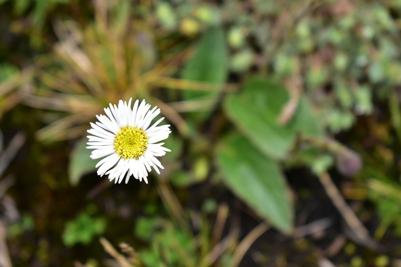 Oritrophium hieracioides photo 6