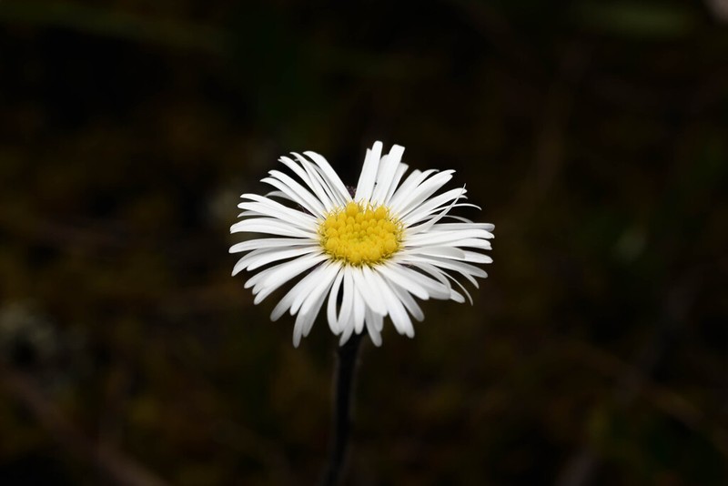 Oritrophium hieracioides photo 7