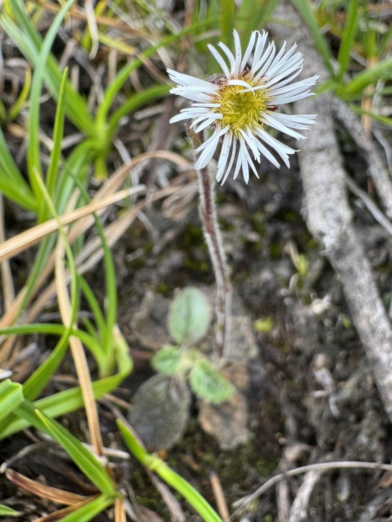 Oritrophium hieracioides photo 8