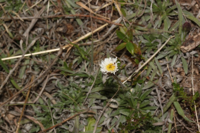 Oritrophium hirtopilosum