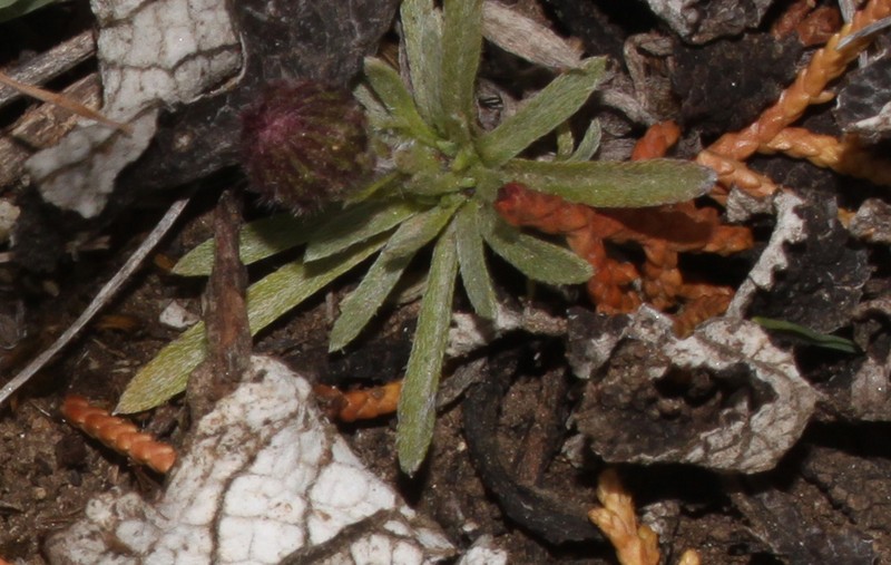 Oritrophium hirtopilosum photo 2