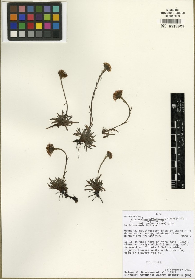 Oritrophium hirtopilosum photo 6