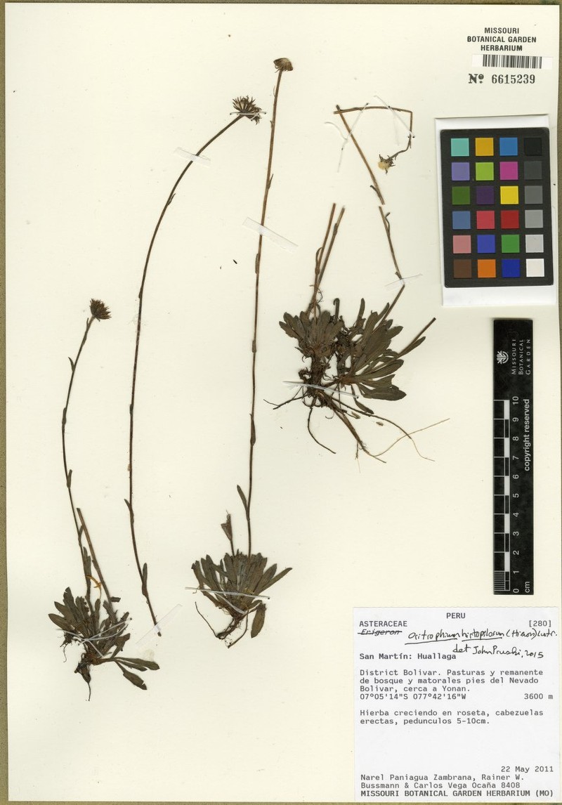 Oritrophium hirtopilosum photo 7