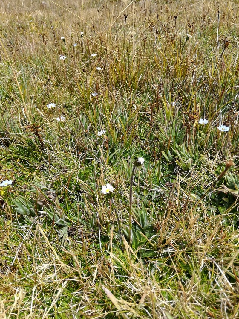 Oritrophium limnophilum