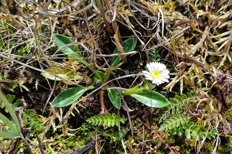Oritrophium limnophilum photo 2
