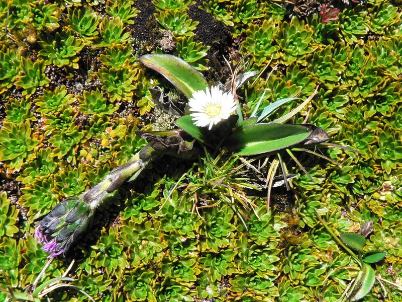 Oritrophium limnophilum photo 3