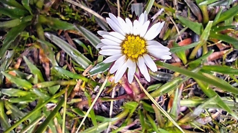 Oritrophium limnophilum photo 4