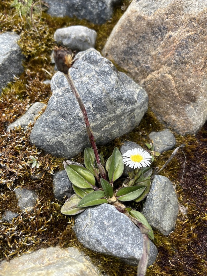 Oritrophium limnophilum photo 5