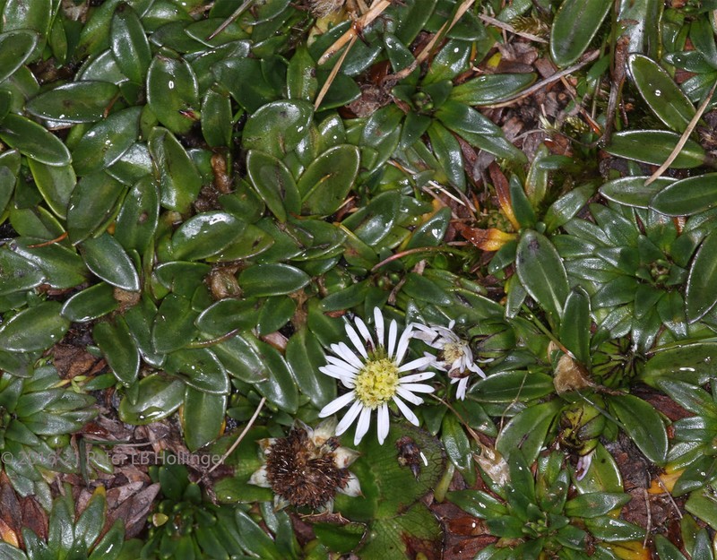 Oritrophium limnophilum photo 6