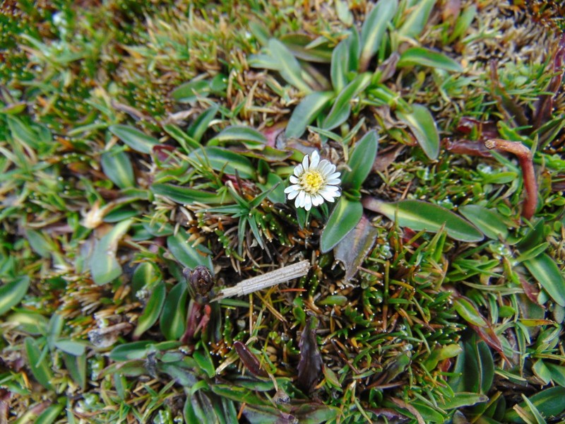 Oritrophium limnophilum photo 7