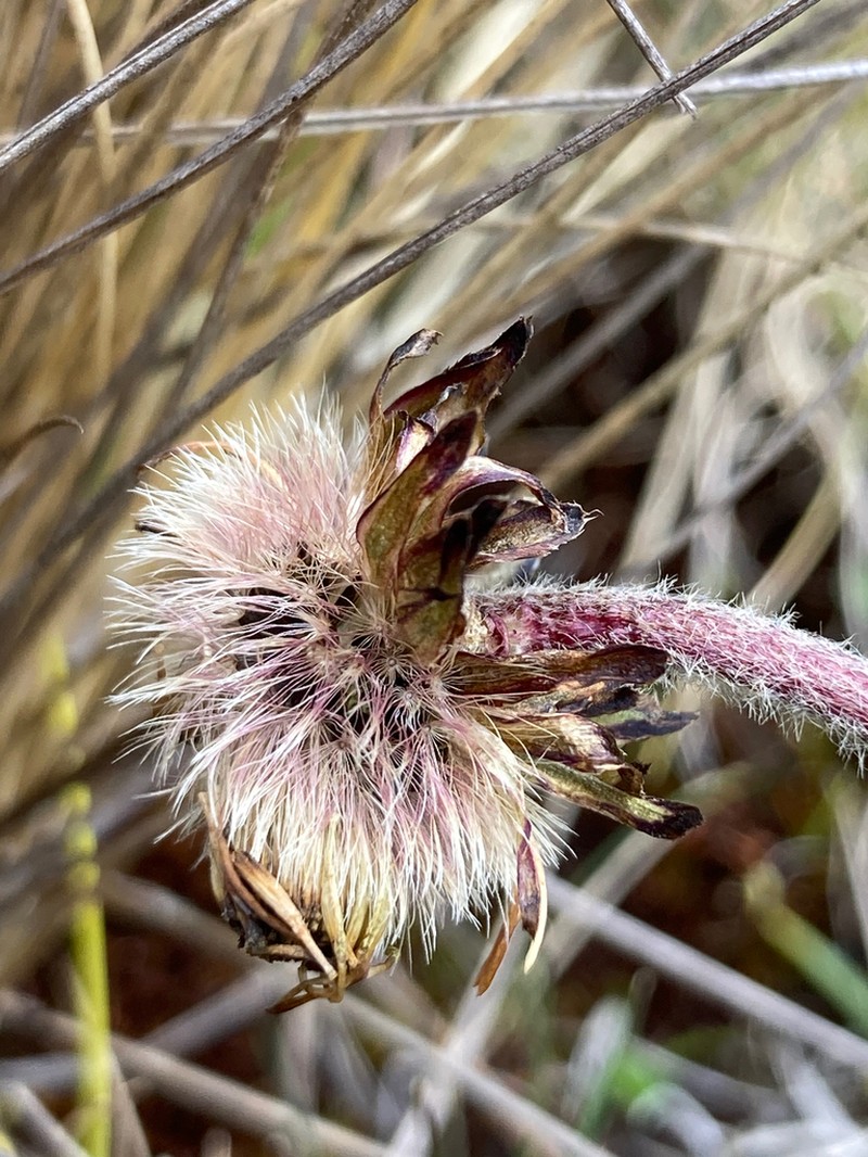 Oritrophium limnophilum photo 8