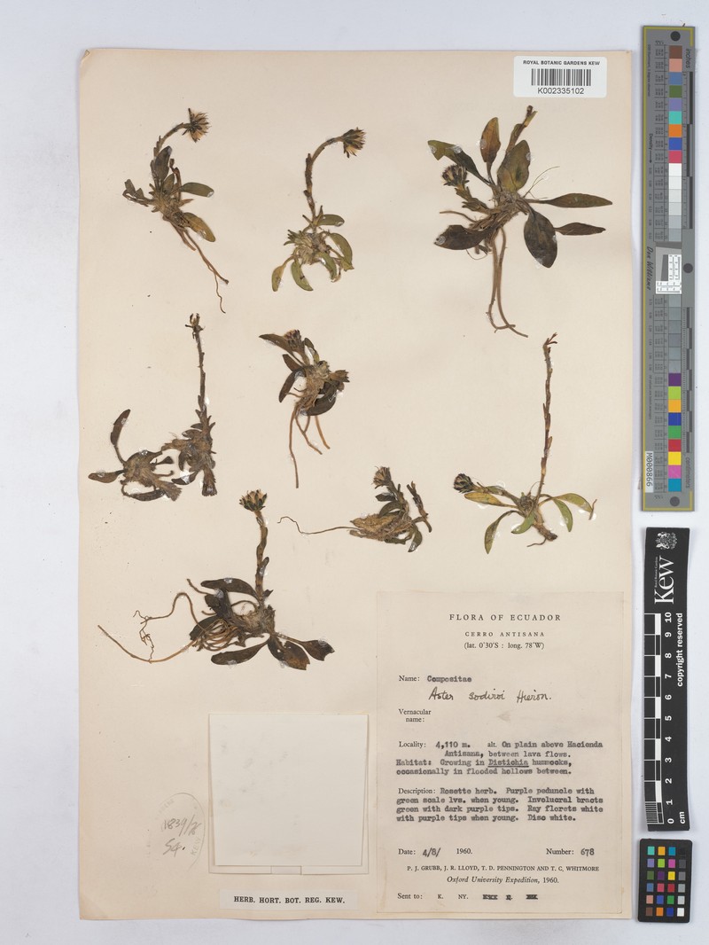 Oritrophium limnophilum subsp. limnophilum