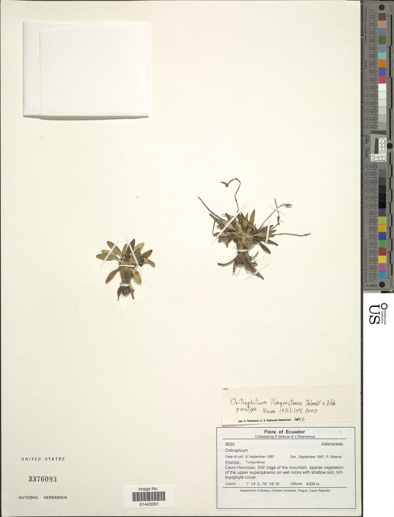 Oritrophium llanganatense