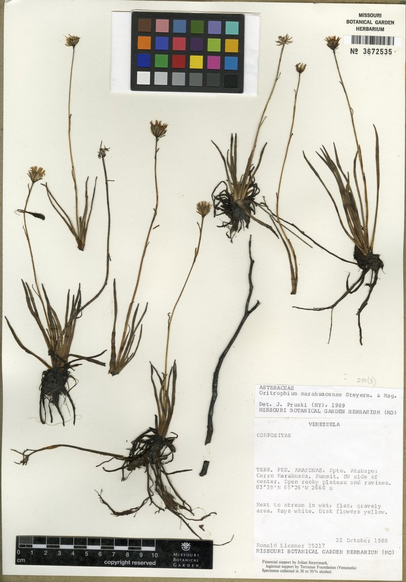 Oritrophium marahuacense