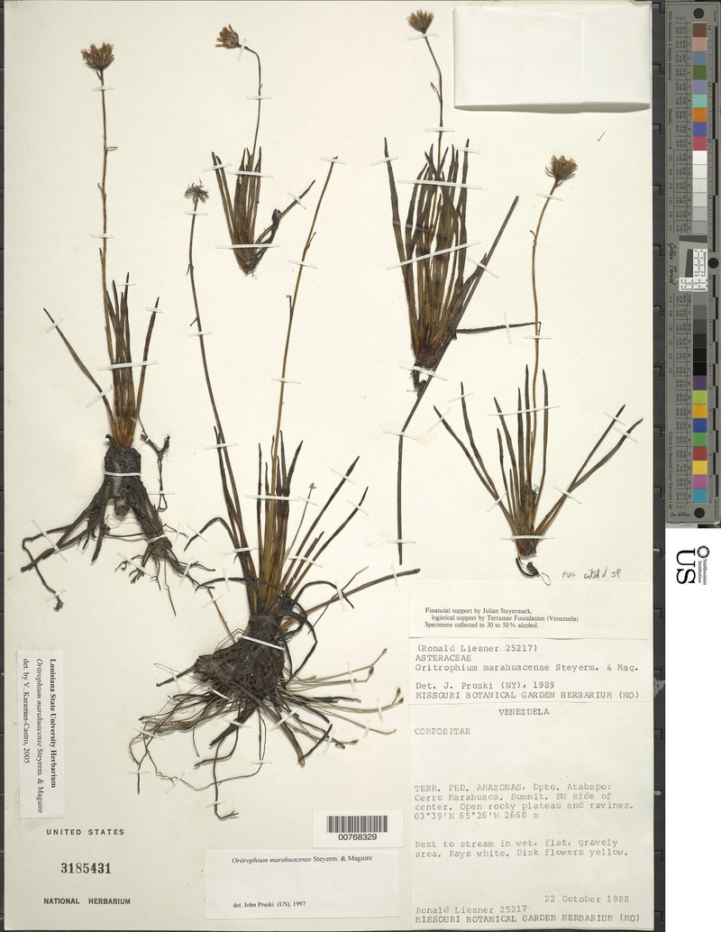 Oritrophium marahuacense photo 2