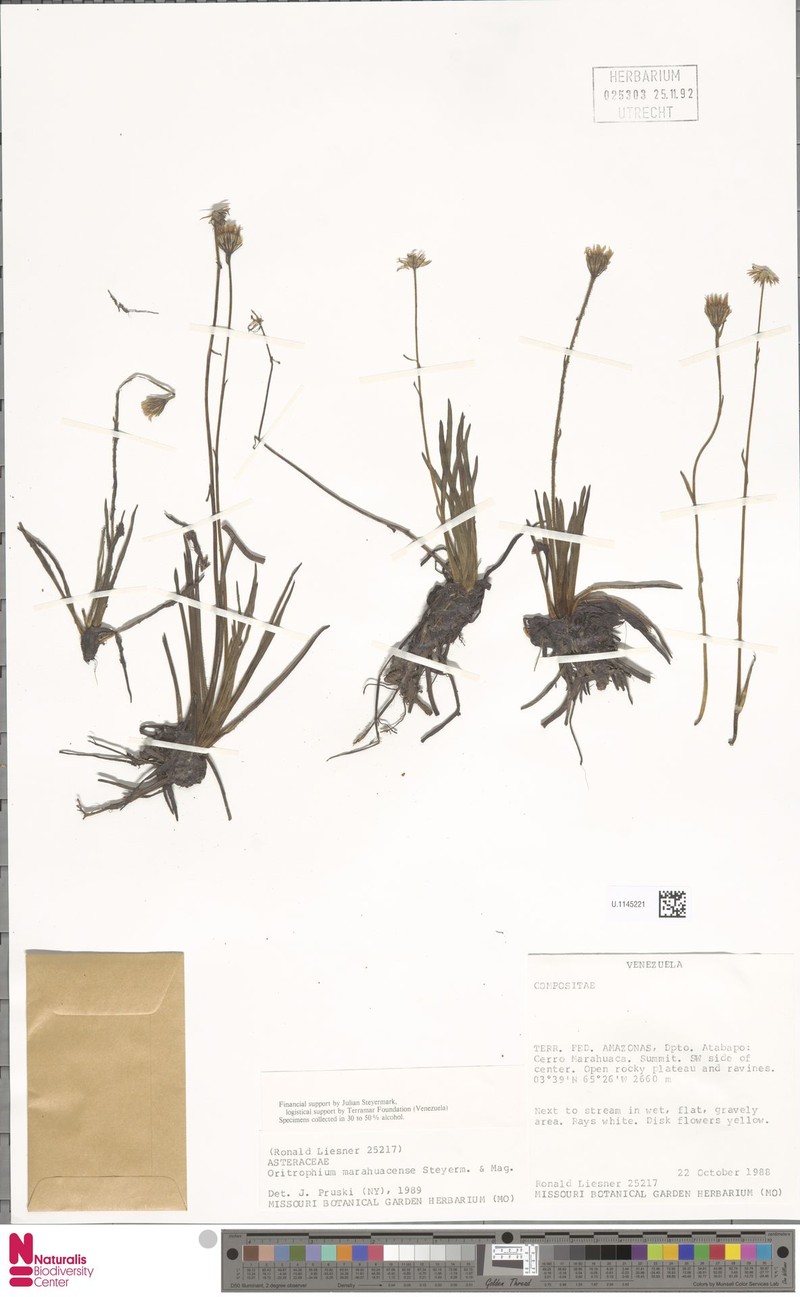 Oritrophium marahuacense photo 3