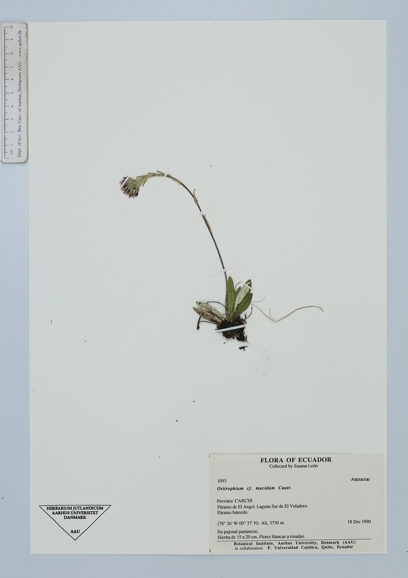 Oritrophium mucidum