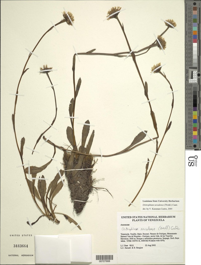 Oritrophium nevadense