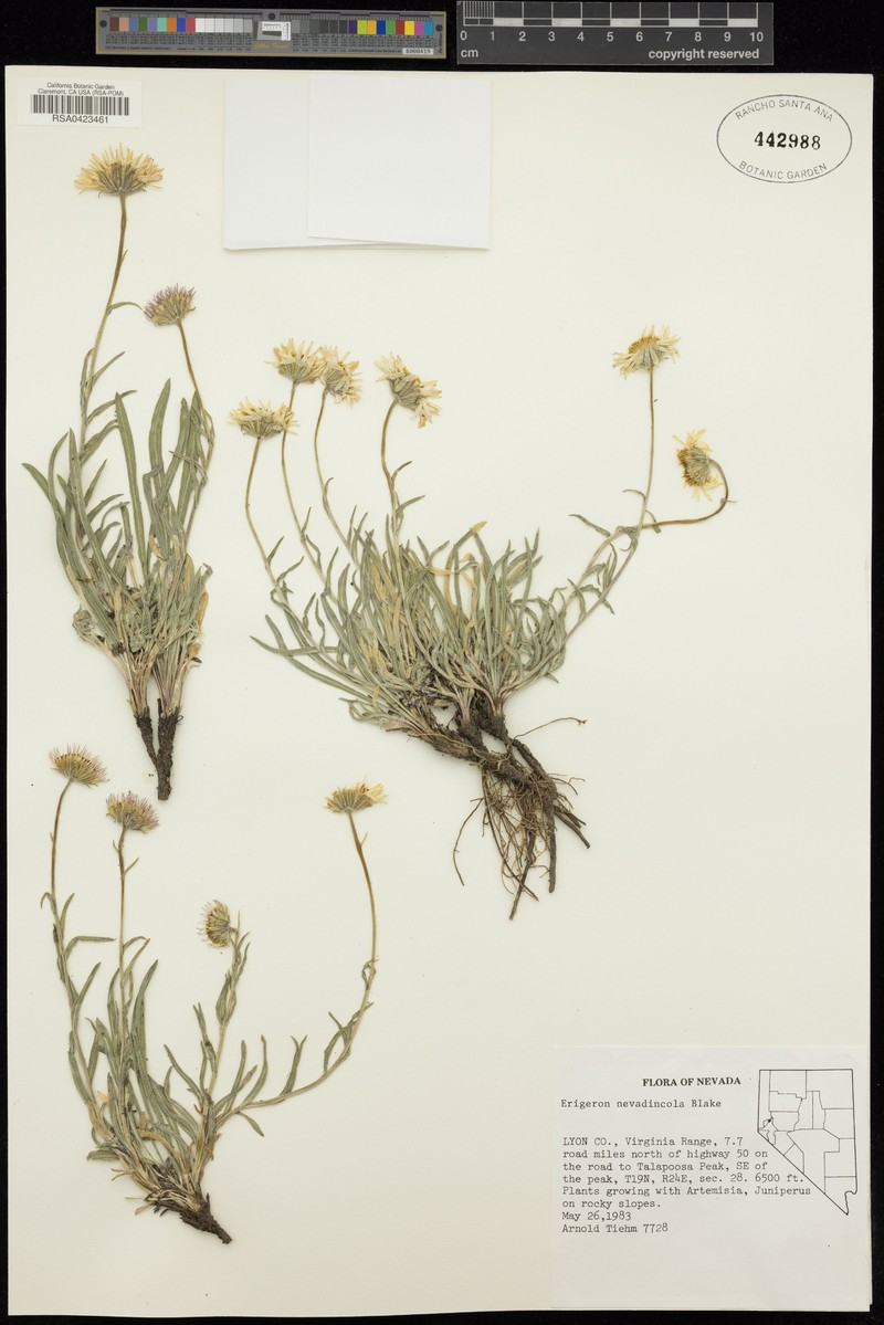 Oritrophium nevadense photo 2