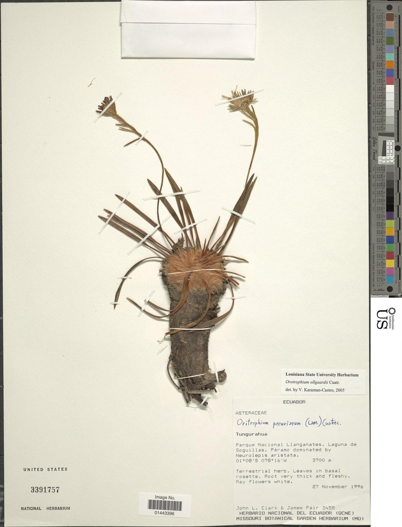 Oritrophium ollgaardii