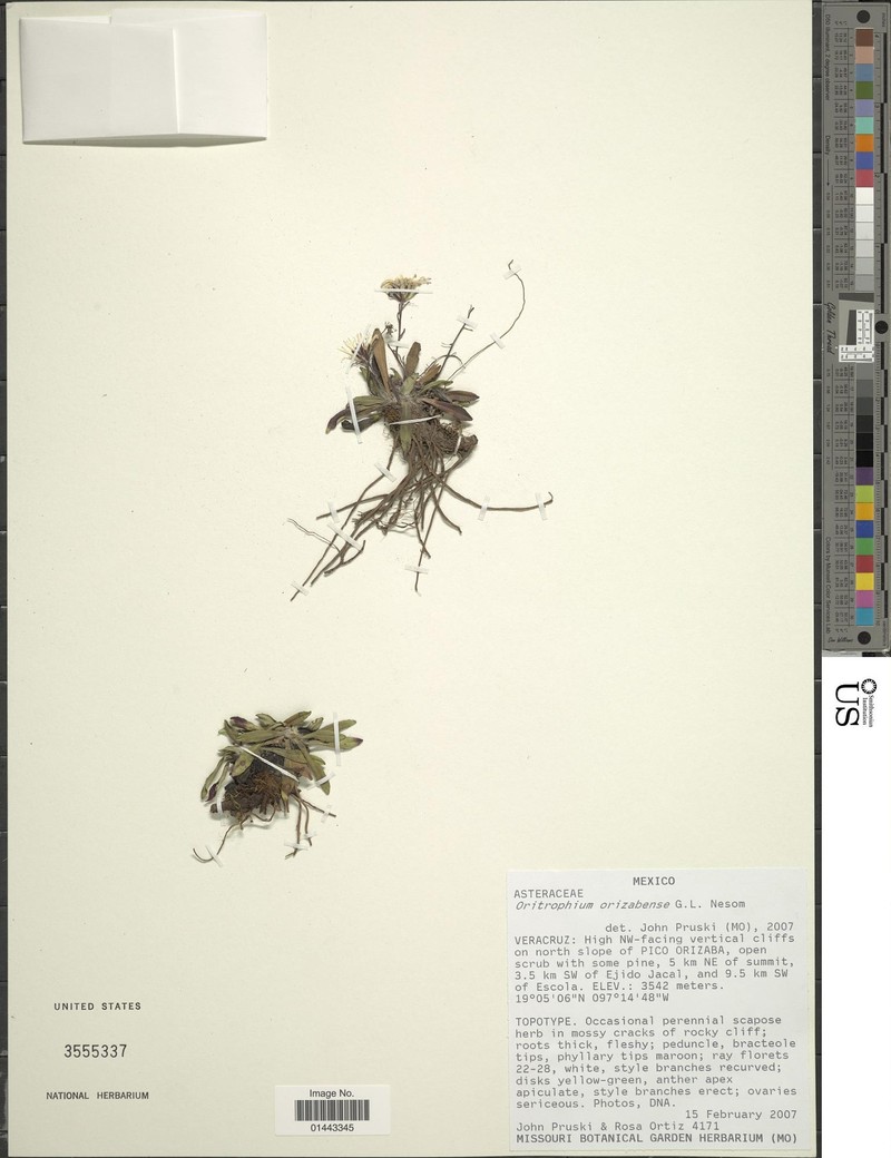 Oritrophium orizabense