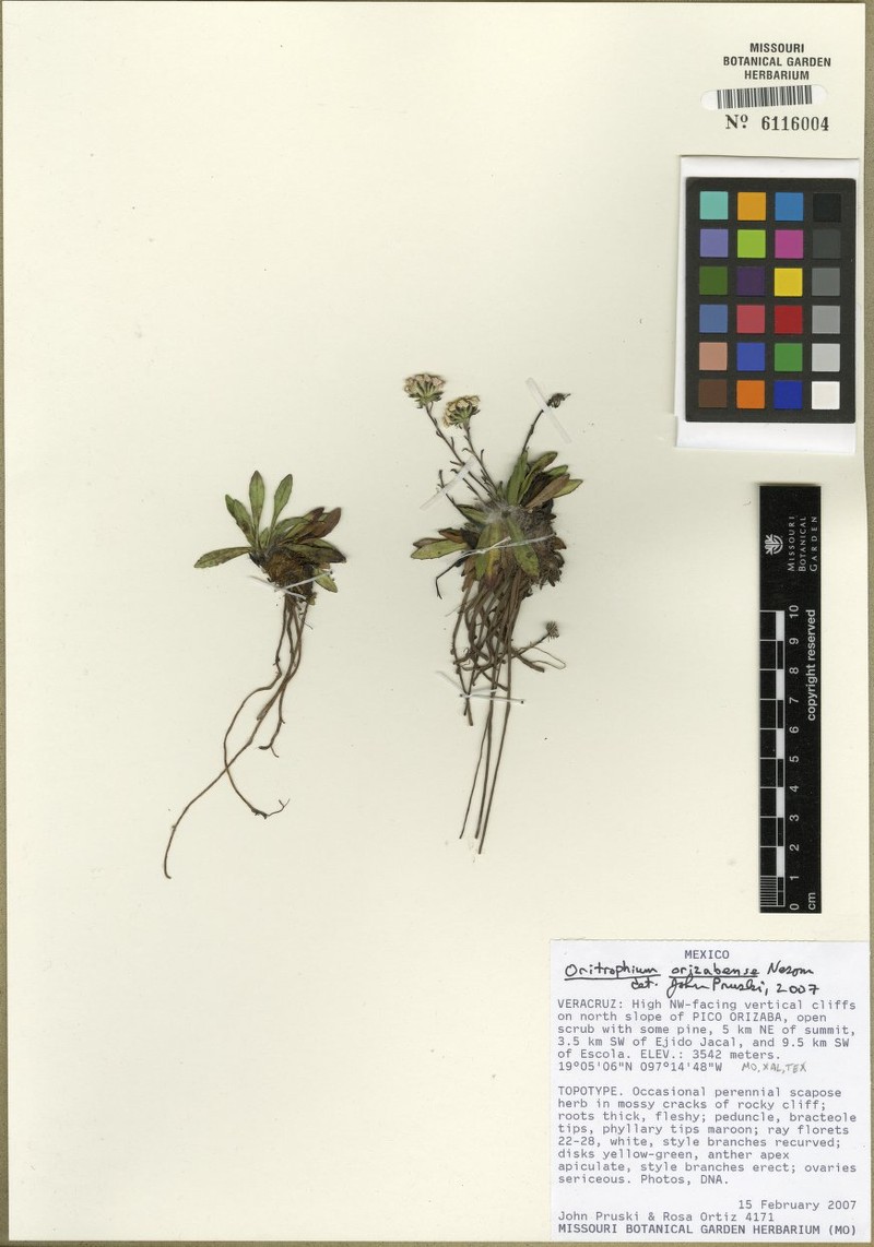 Oritrophium orizabense photo 2