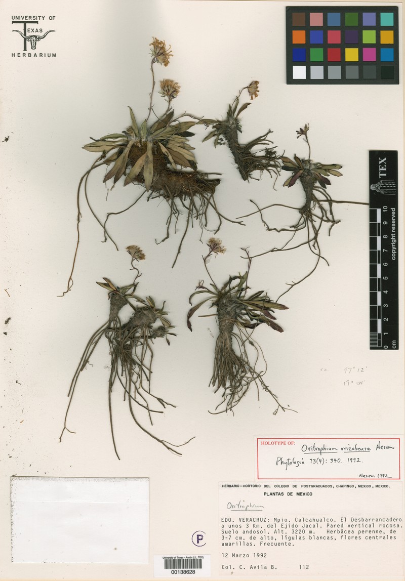 Oritrophium orizabense photo 3
