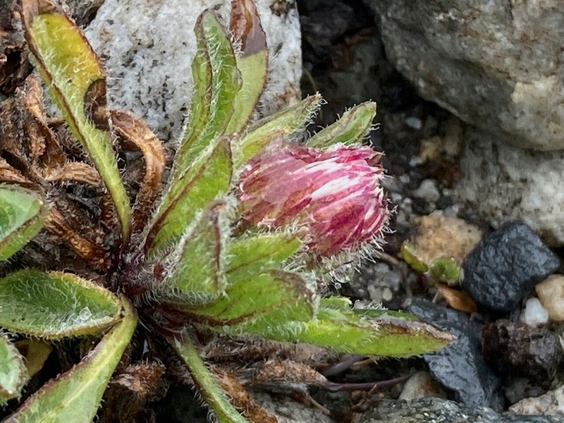 Oritrophium paramense