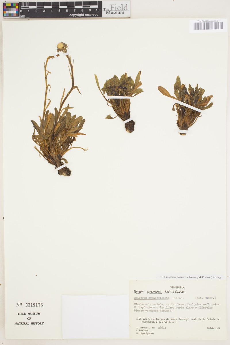 Oritrophium paramense photo 2