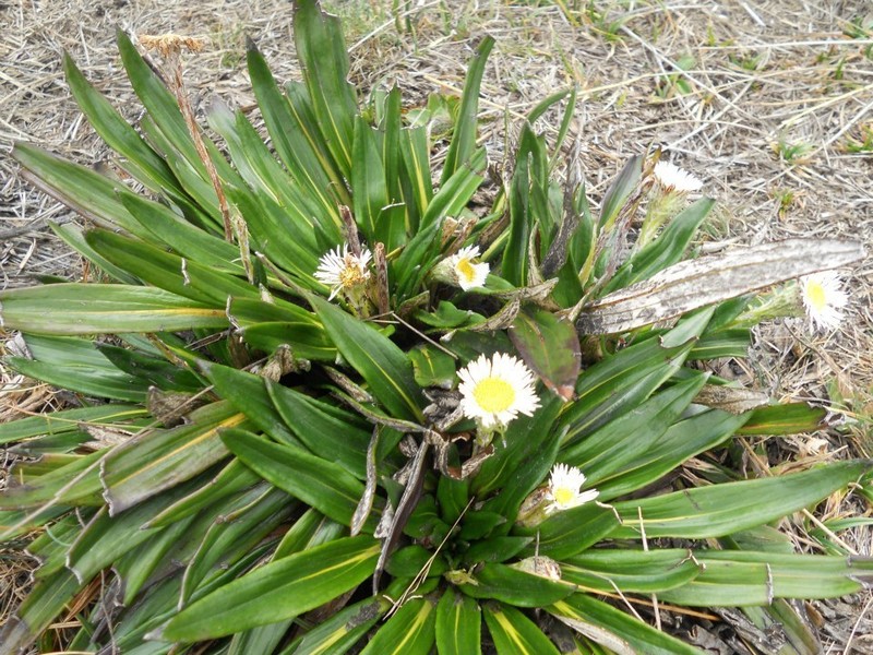 Oritrophium peruvianum