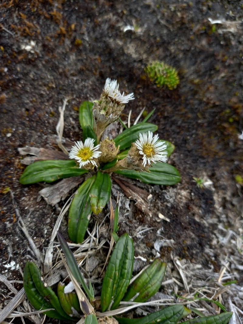 Oritrophium peruvianum photo 2