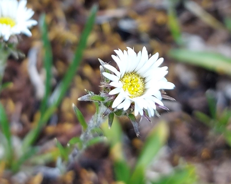 Oritrophium peruvianum photo 3