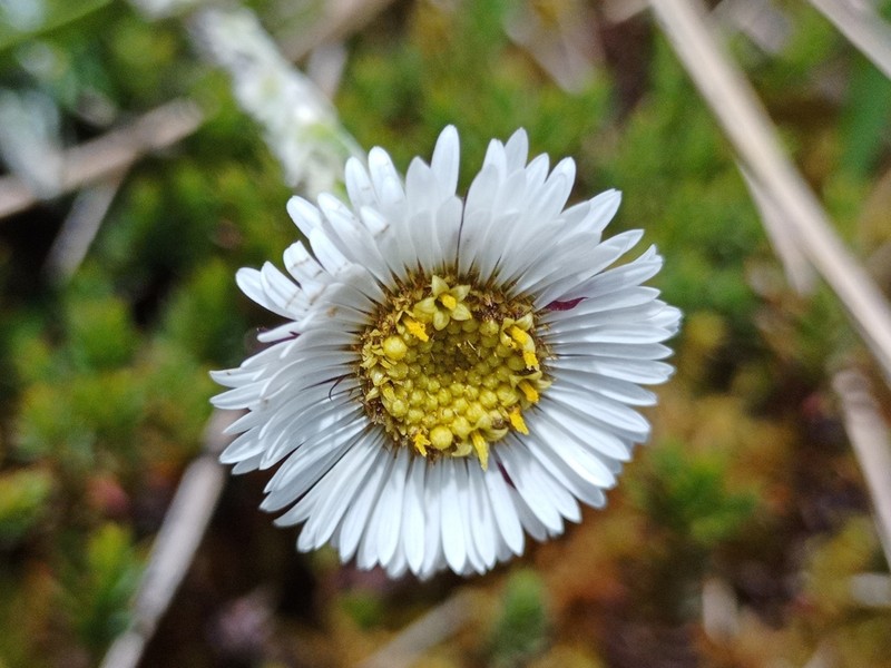 Oritrophium peruvianum photo 5