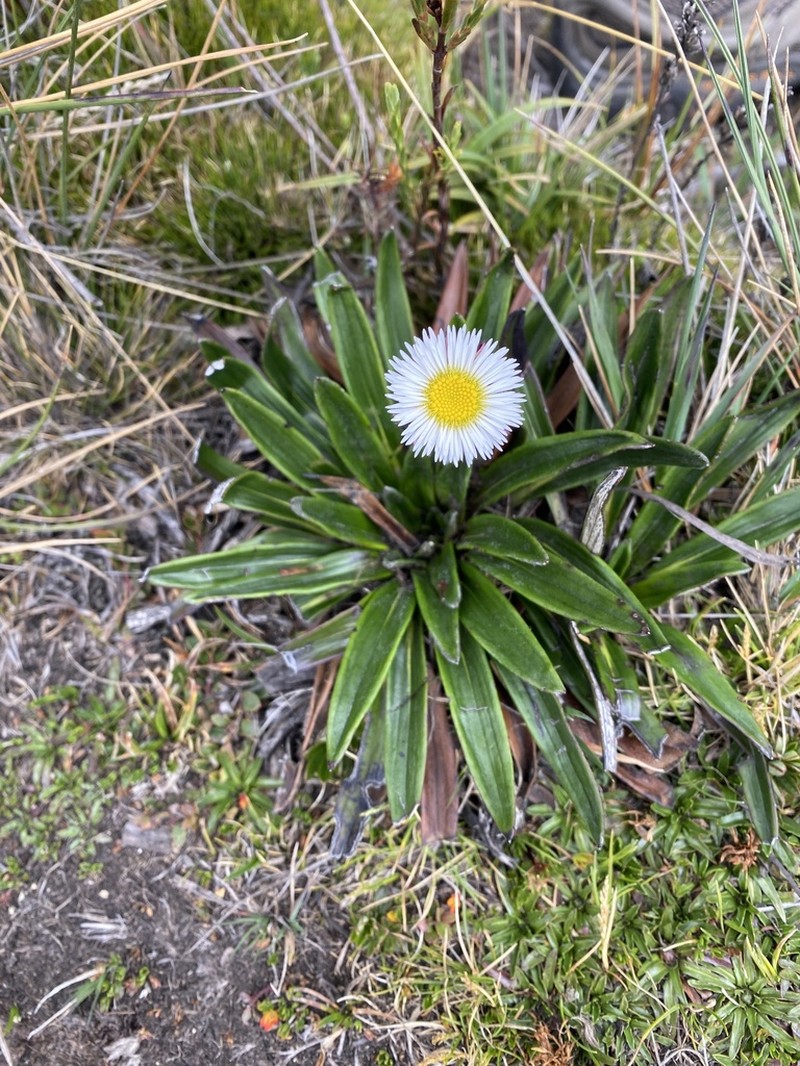 Oritrophium peruvianum photo 6