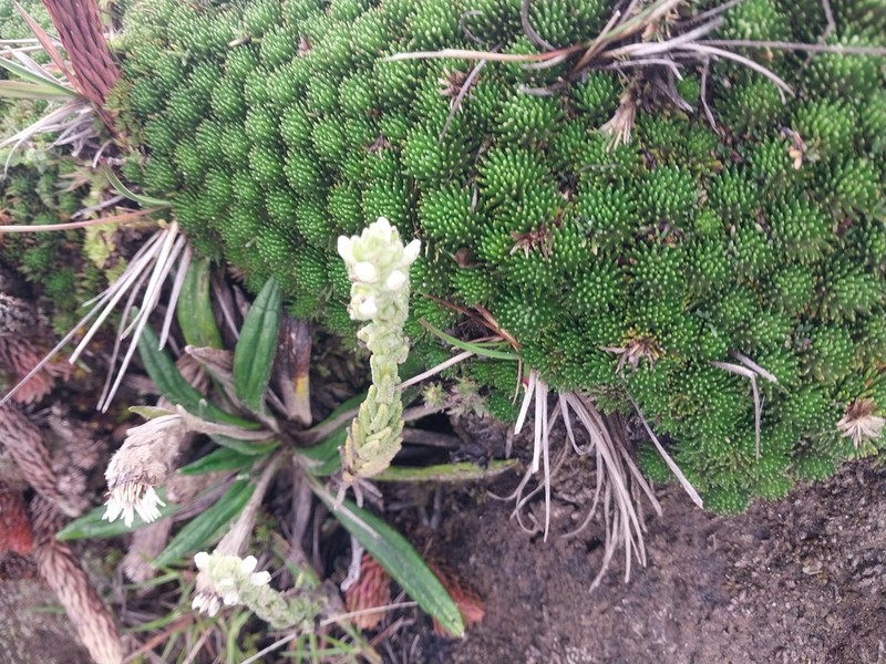 Oritrophium peruvianum photo 7