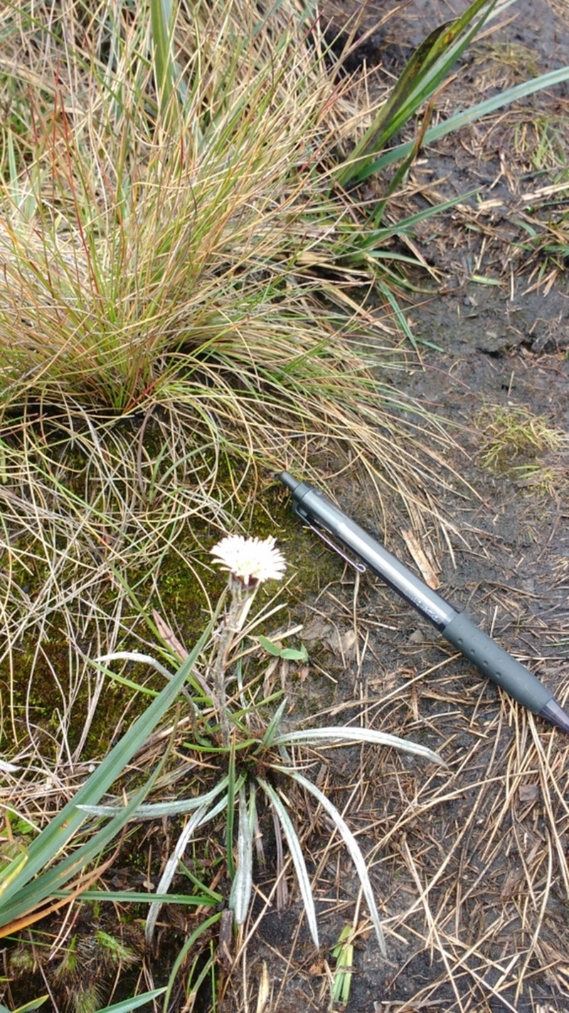 Oritrophium peruvianum photo 8