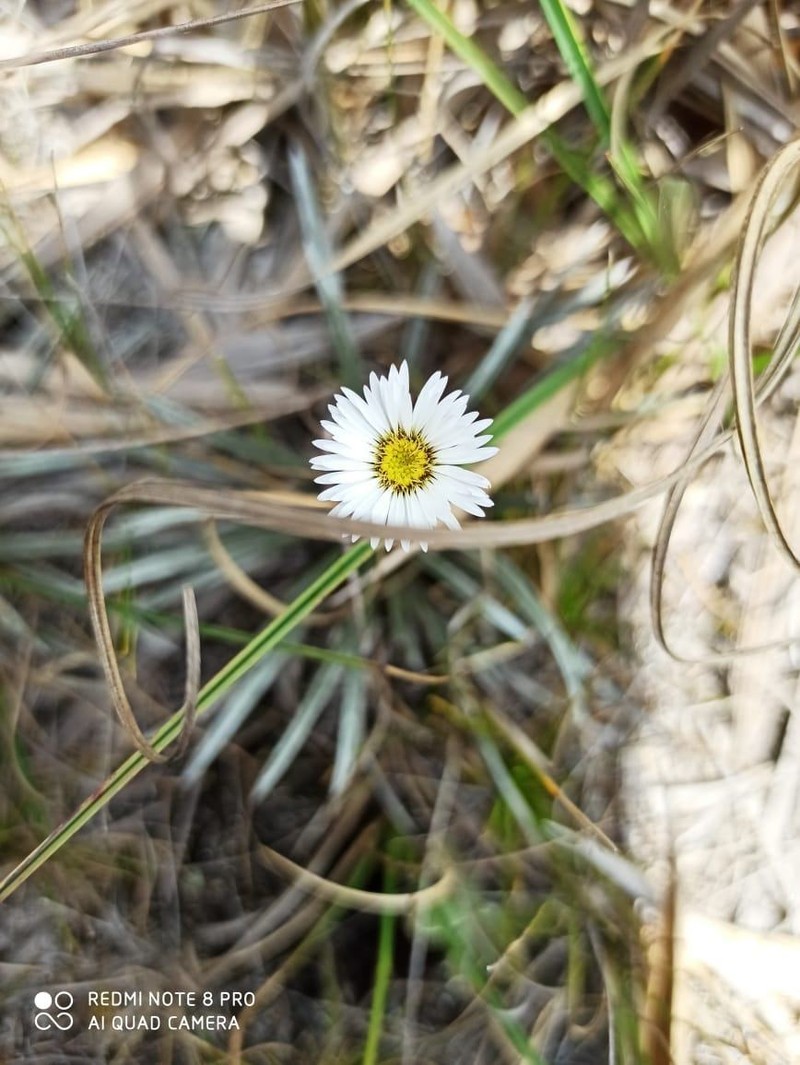 Oritrophium peruvianum subsp. lineatum