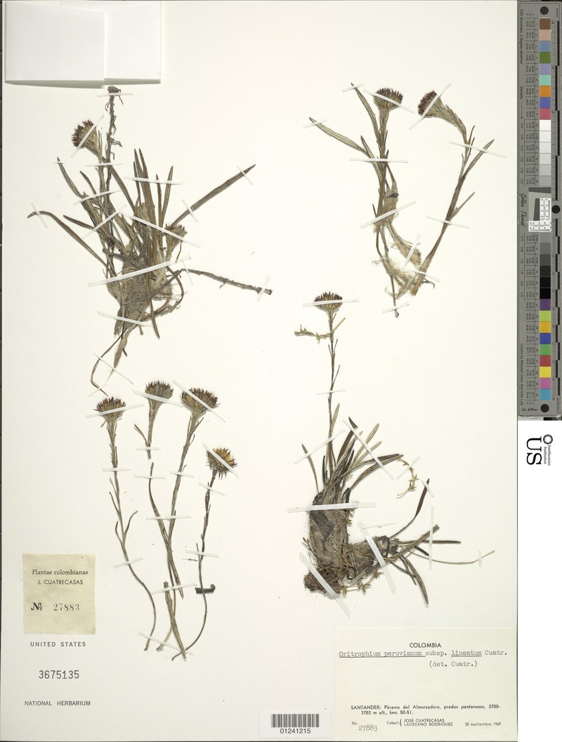 Oritrophium peruvianum subsp. lineatum photo 2